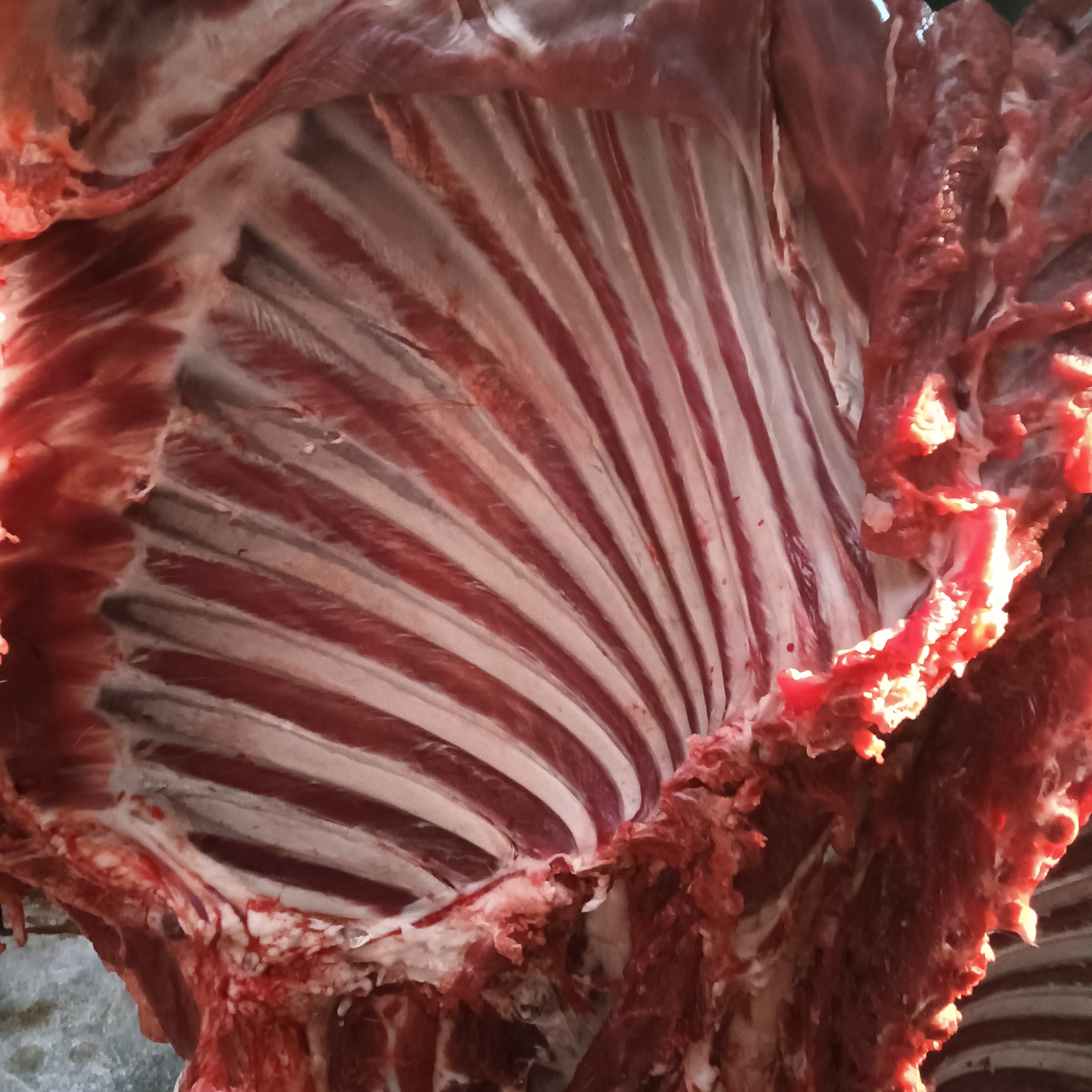 【美羊羊鲜羊肉】自家农场草饲羔羊排新鲜农场直供顺丰包邮到家