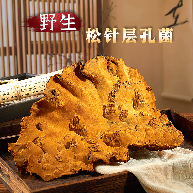 【一物一拍】藏区野生松针层孔菌 松树桑黄