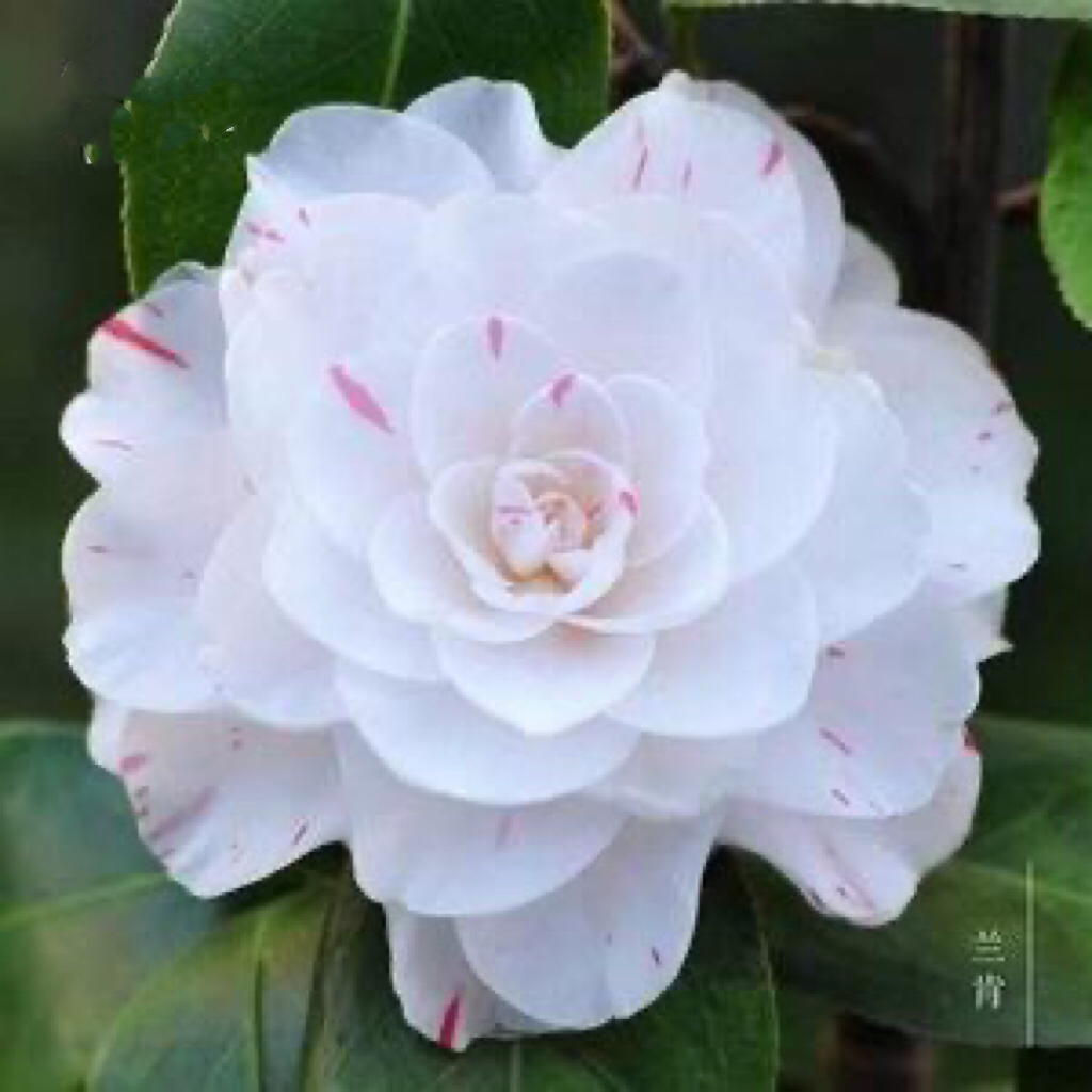 兰肯 品种茶花 原生苗 可能开双色