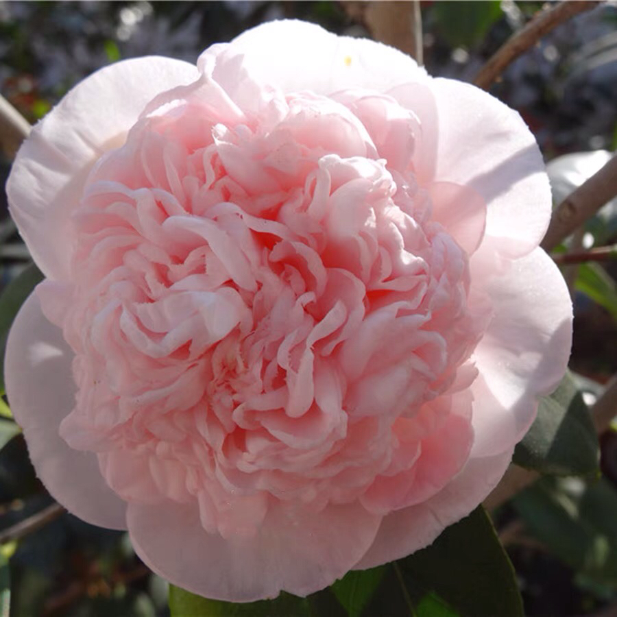 黛氏之歌茶花 开品托桂 大花型