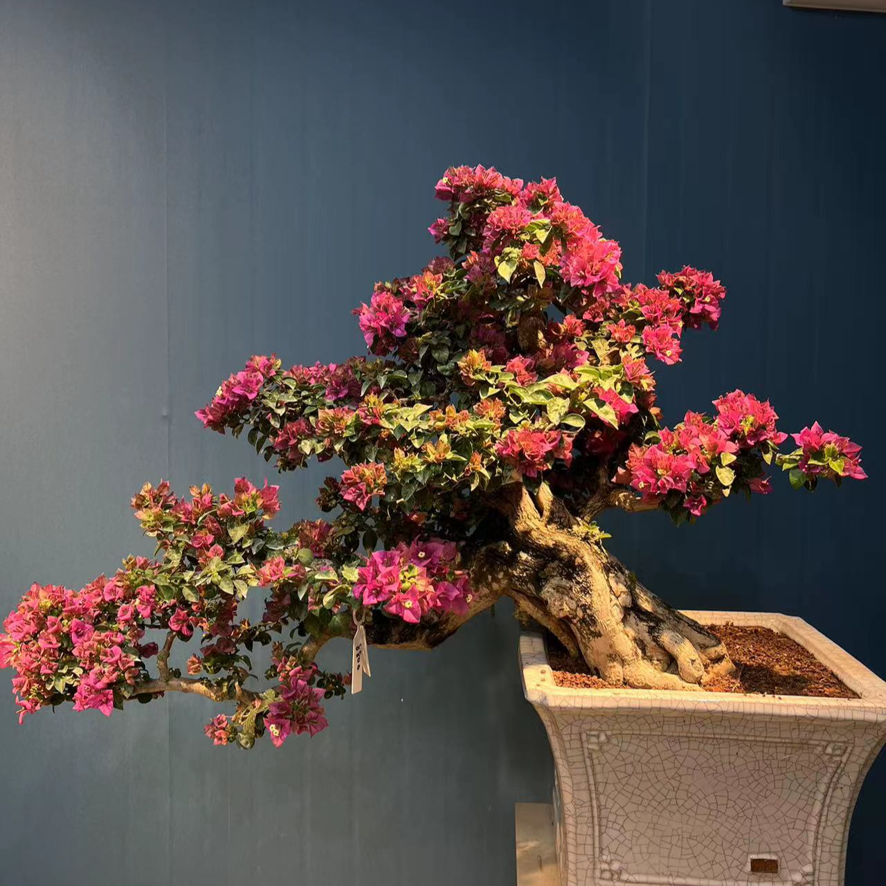 老庄盆景三角梅一物一拍