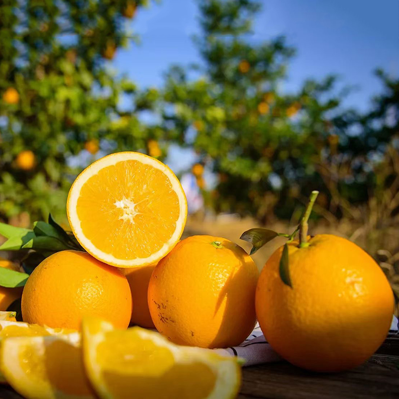 广西贺州正宗富川脐橙原产地直发当季新鲜采摘橙子皮薄肉厚汁水多