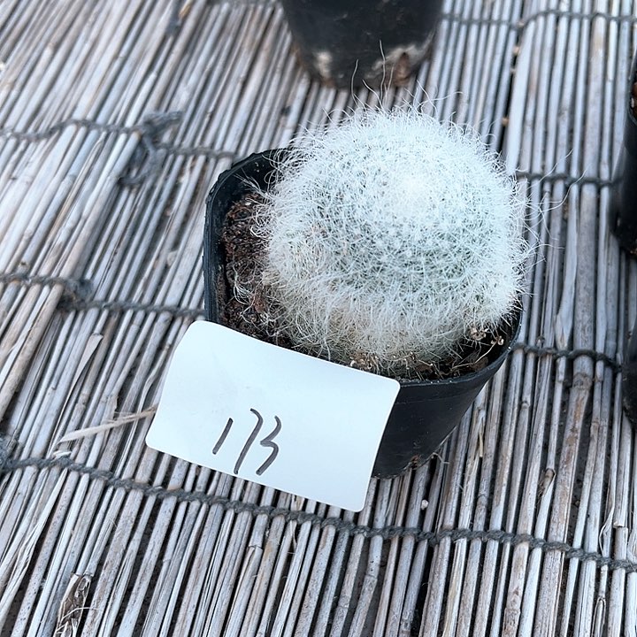 雪猿玉翁福利173.