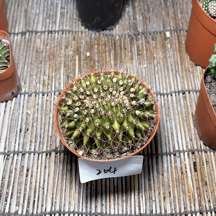 翠皇冠缀一物一拍7.5公分204