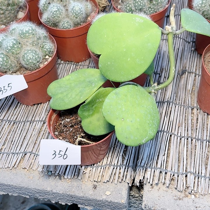 心叶球兰一物一拍356