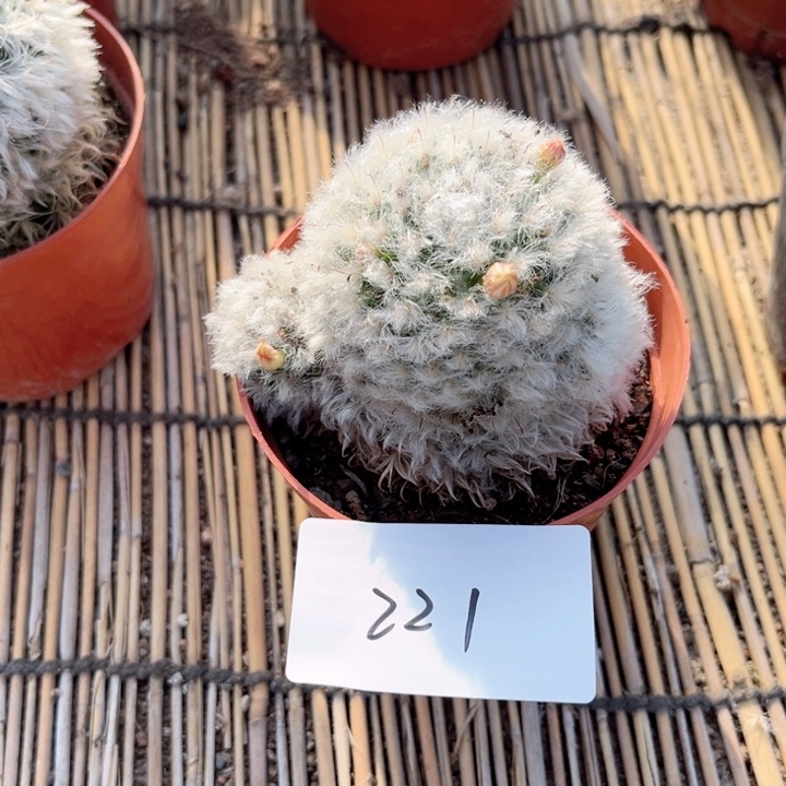 白云高砂一物一拍221