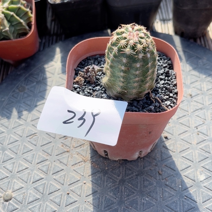 青花虾一物一拍239