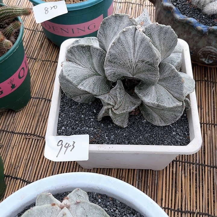 鸾凤玉群一物一拍943
