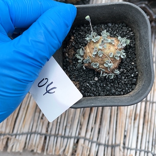 格加厚敦菊一物一拍04