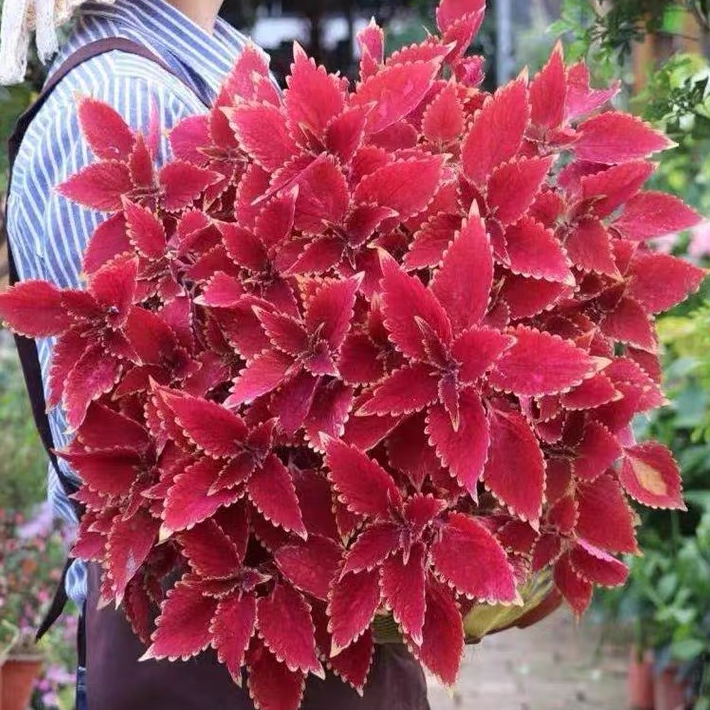 彩叶草花苗变色草盆栽 观叶绿植阳台庭院耐热耐晒新手好养盆栽