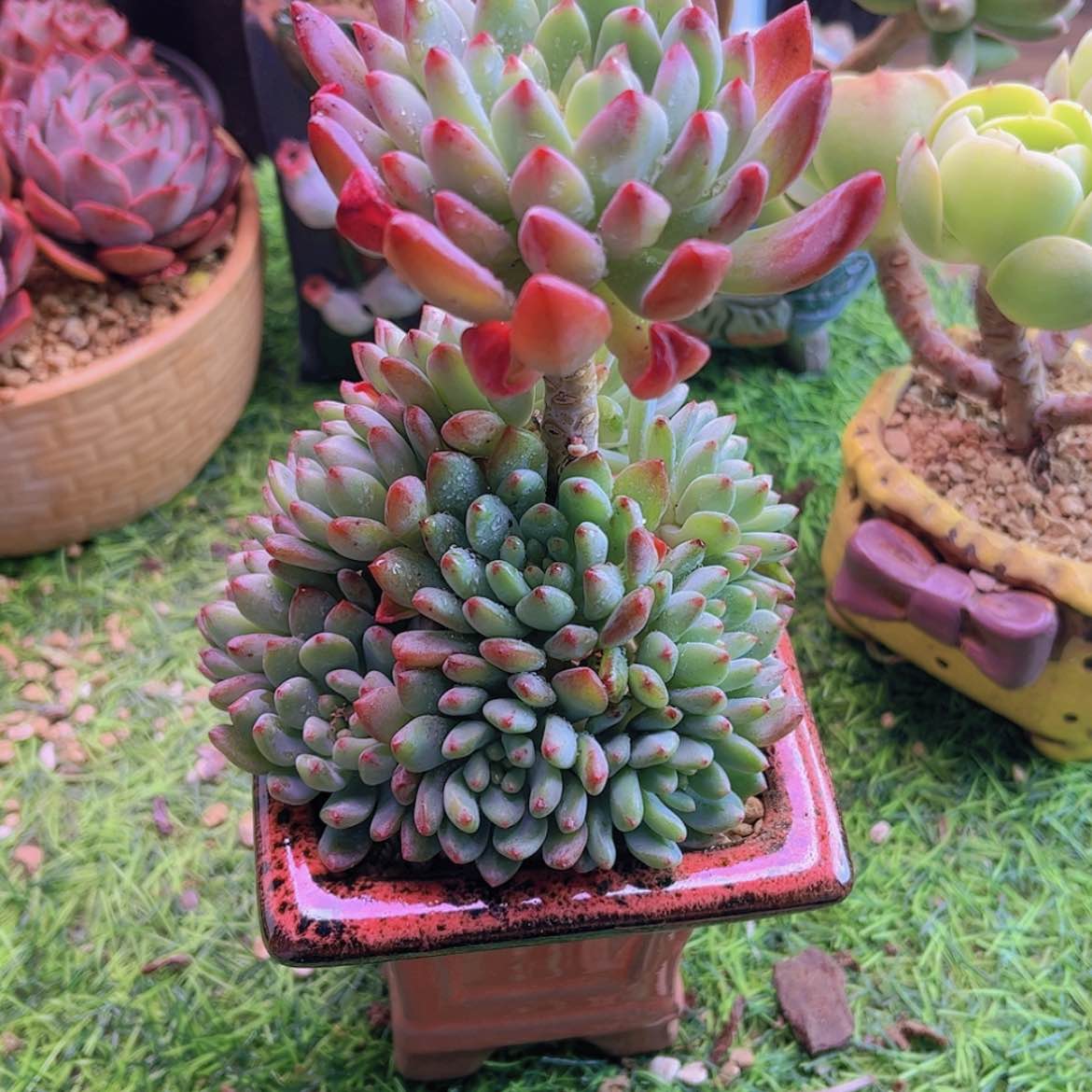 【闪购商品】麻**将蓝苹果