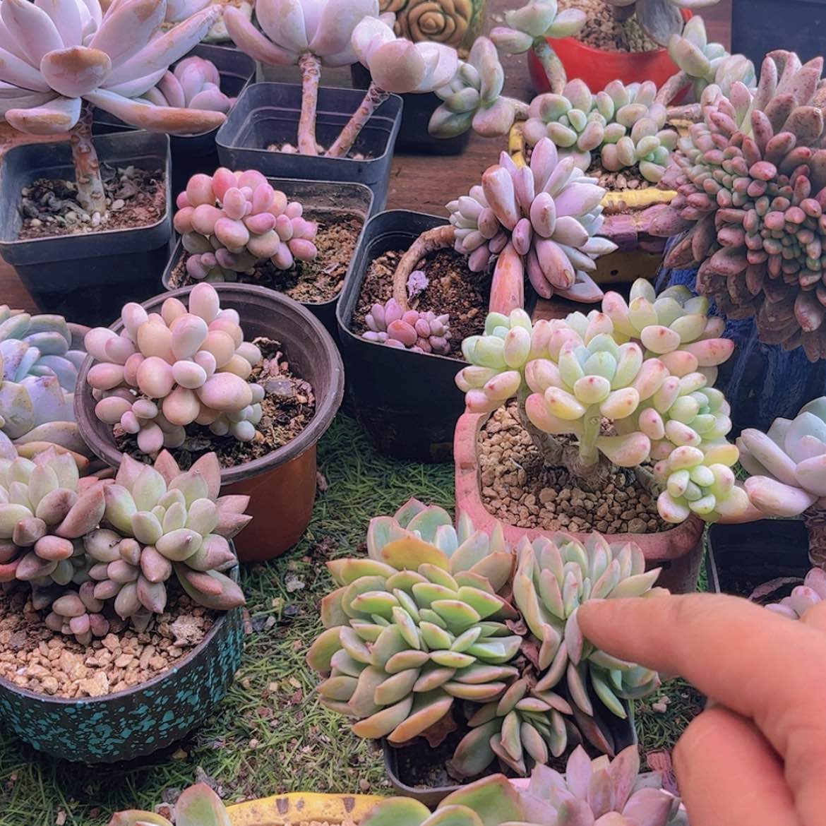 【闪购商品】?****?红蜻蜓➕绮罗➕晨露