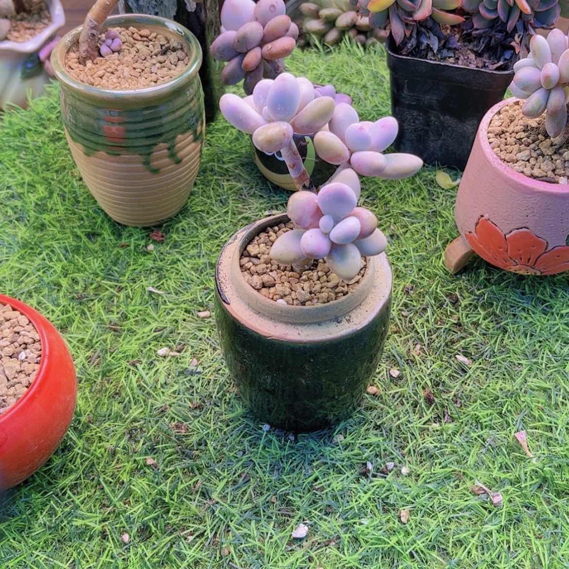 【闪购商品】兔*果桃蛋