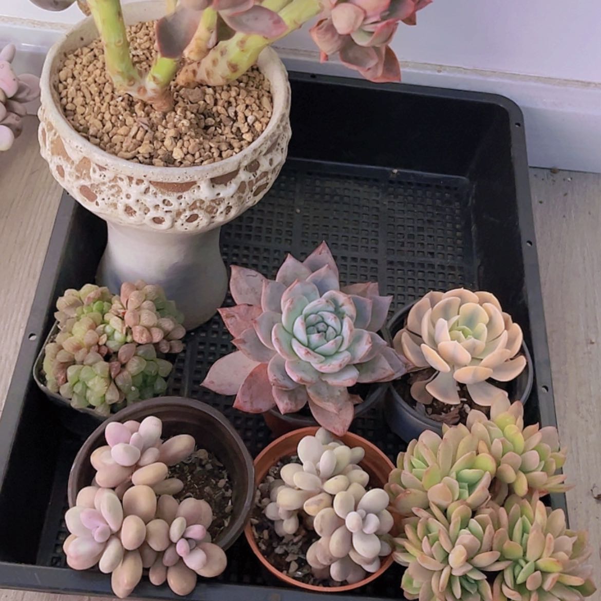 【闪购商品】阿*绮罗缀