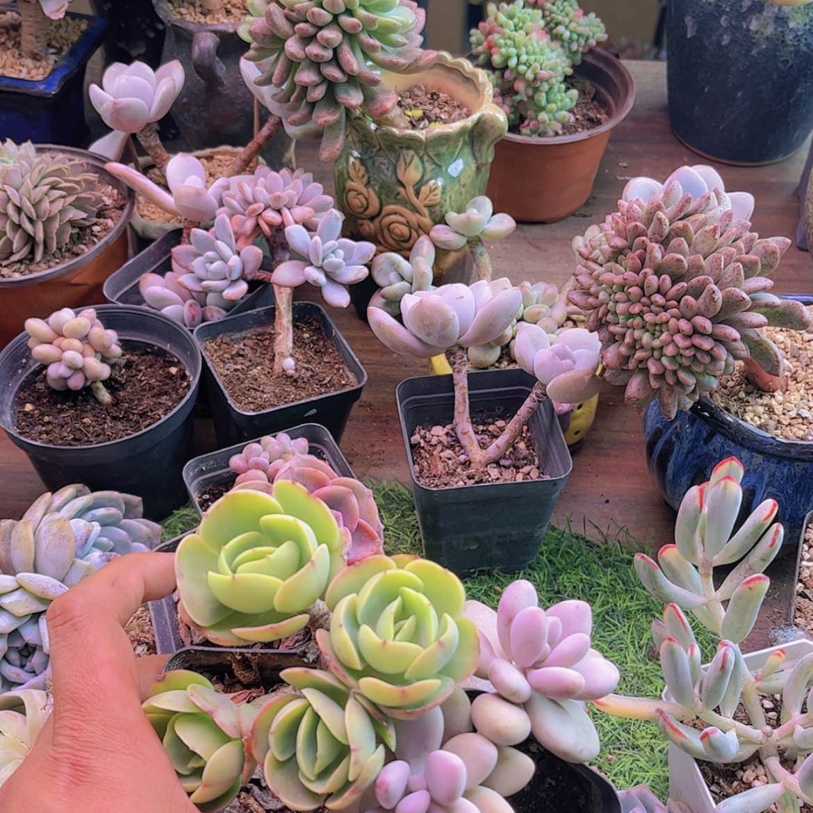 【闪购商品】小*桃蛋➕碧桃➕彩虹糖