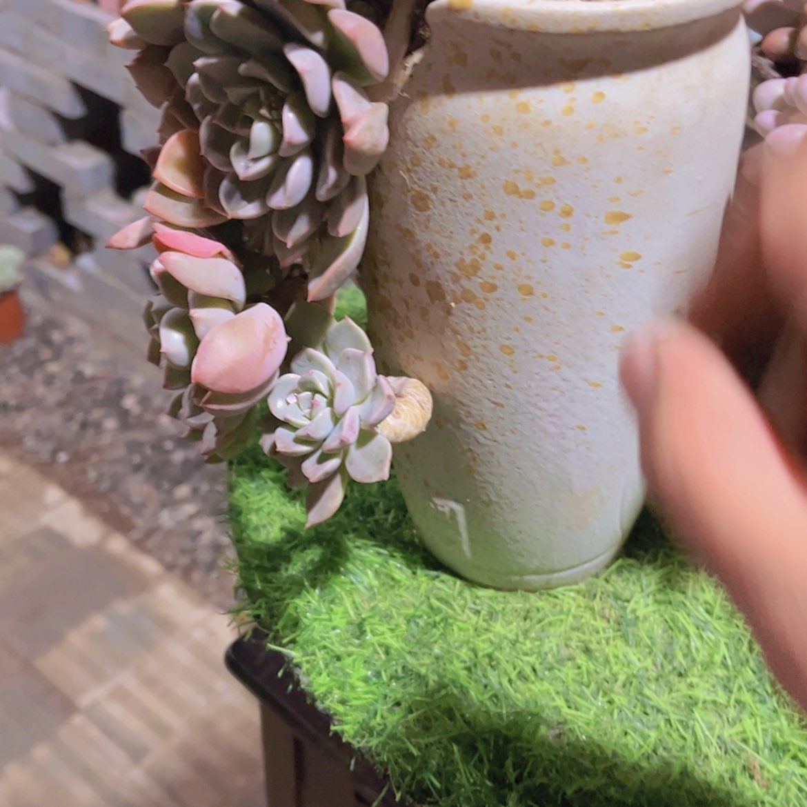 【闪购商品】不**豫盆盆