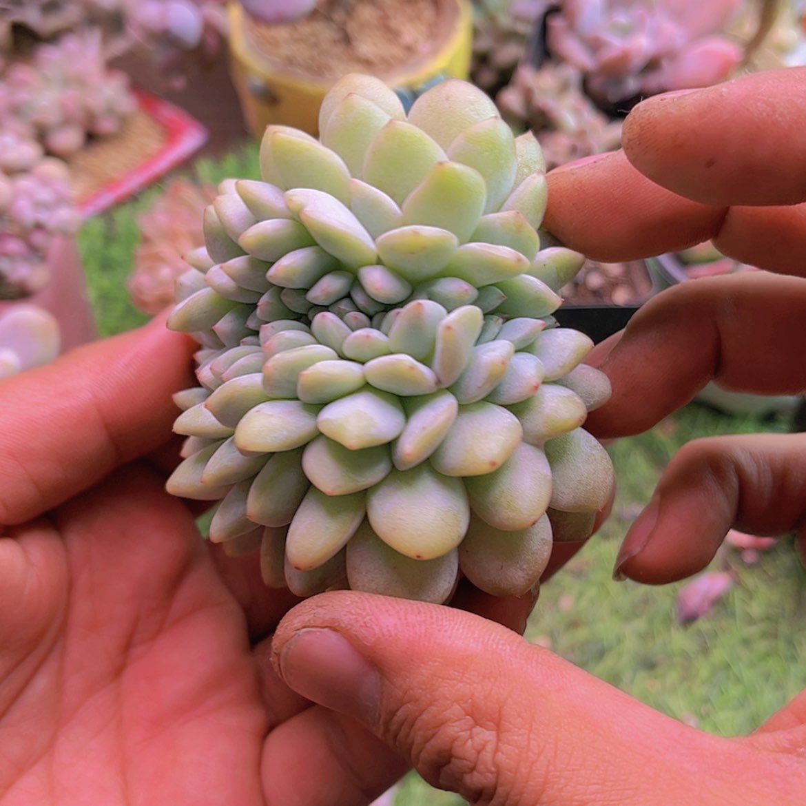 【闪购商品】茉***宝橙梦露缀