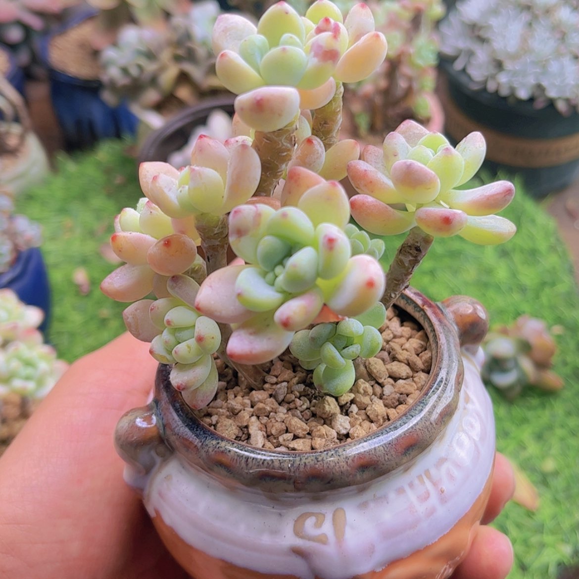 【闪购商品】麻**将樱花罗琦