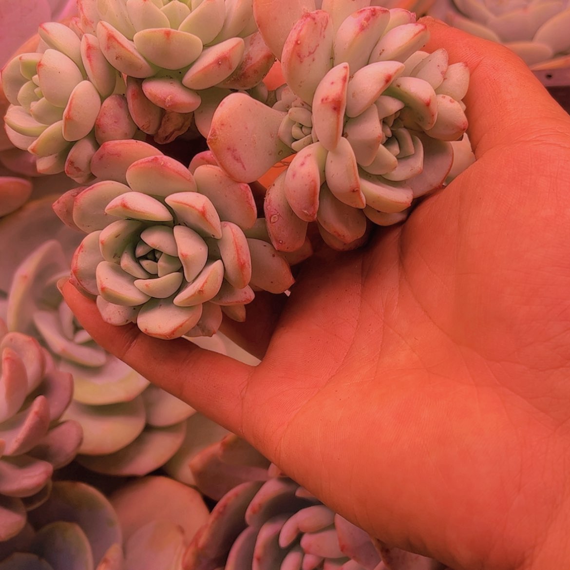 【闪购商品】A****姐香草