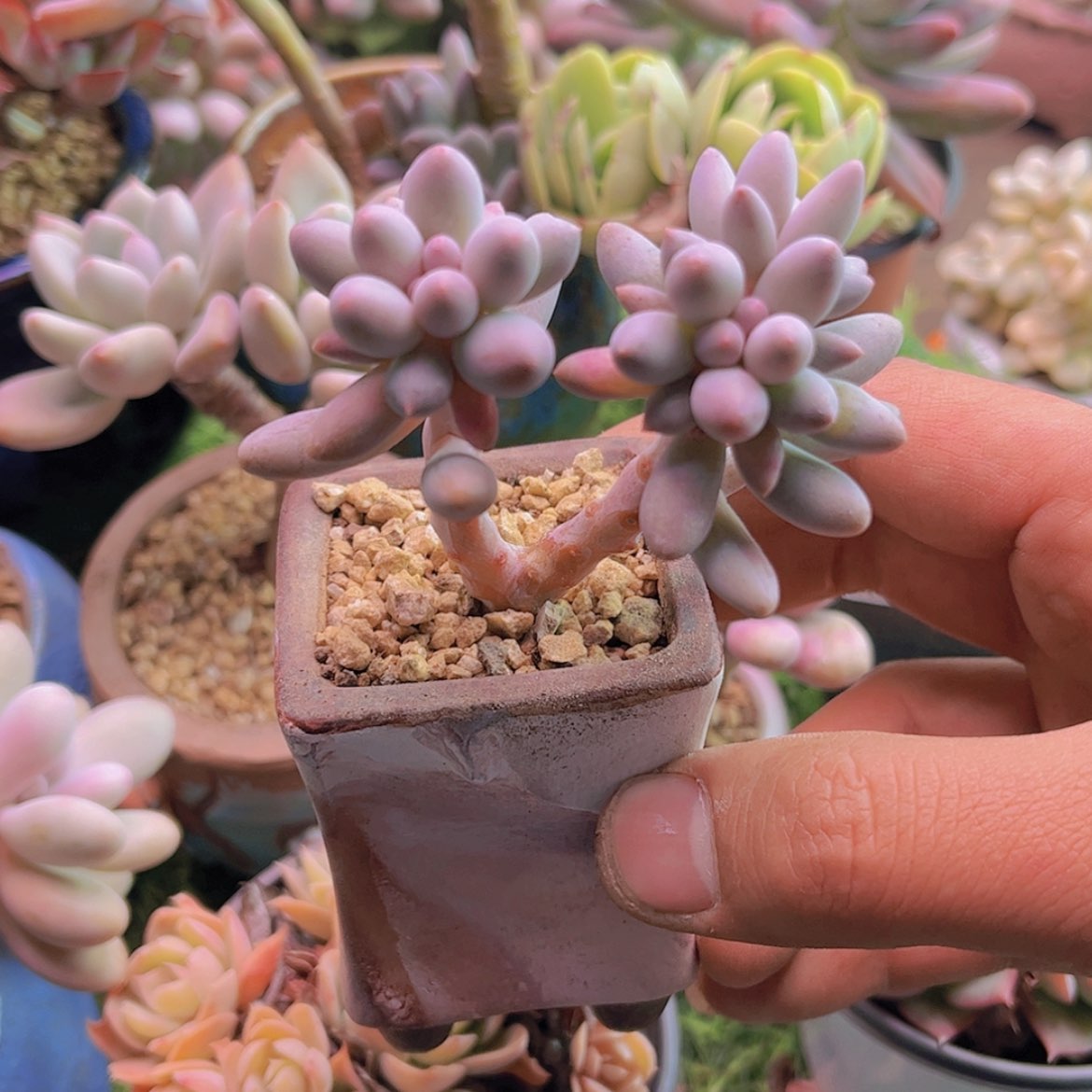 【闪购商品】麻**将婴儿手指
