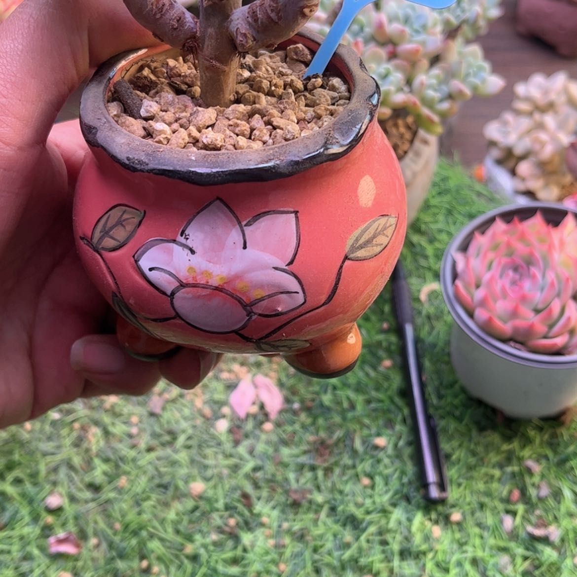 【闪购商品】土**.花盆