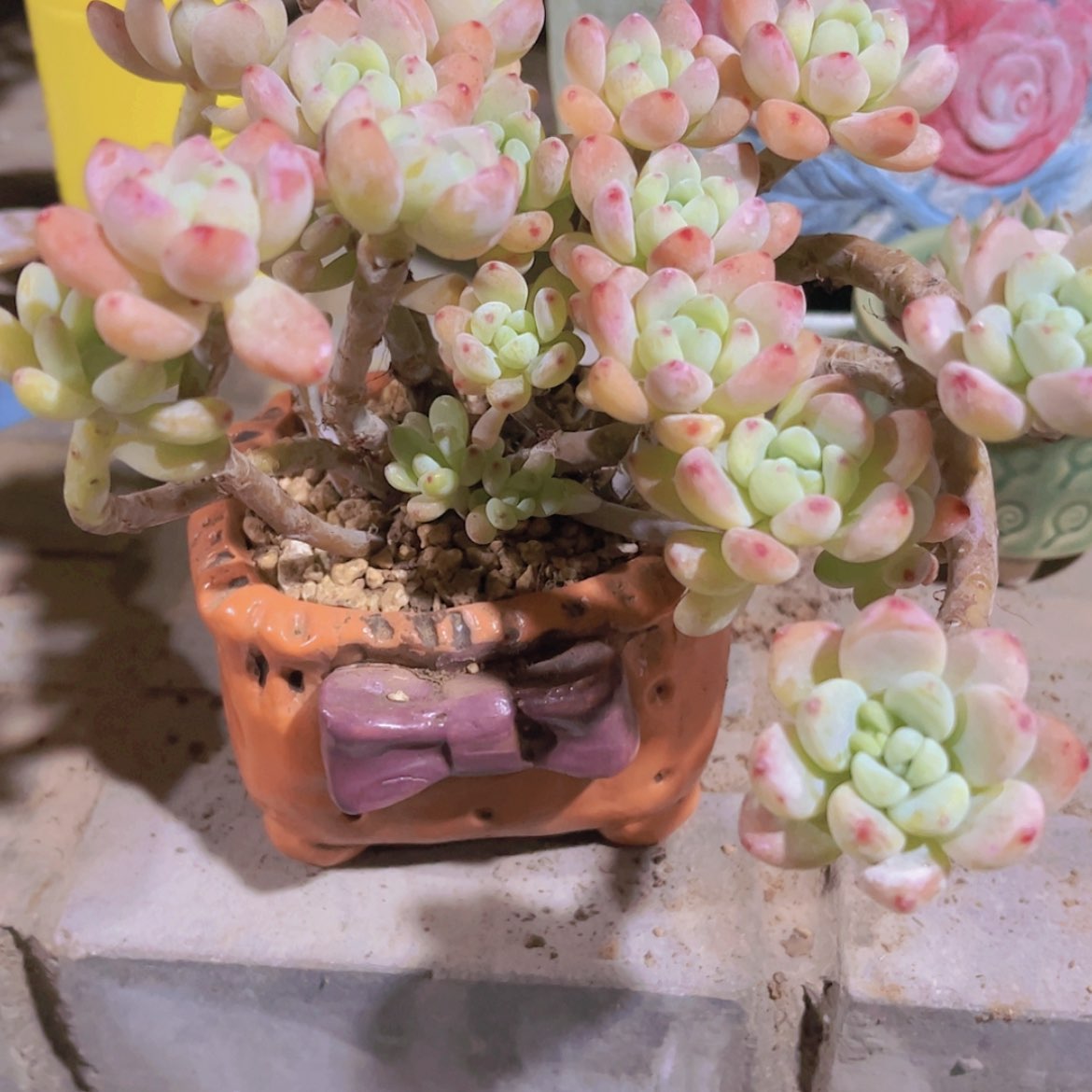 【闪购商品】珍*?樱花罗琦