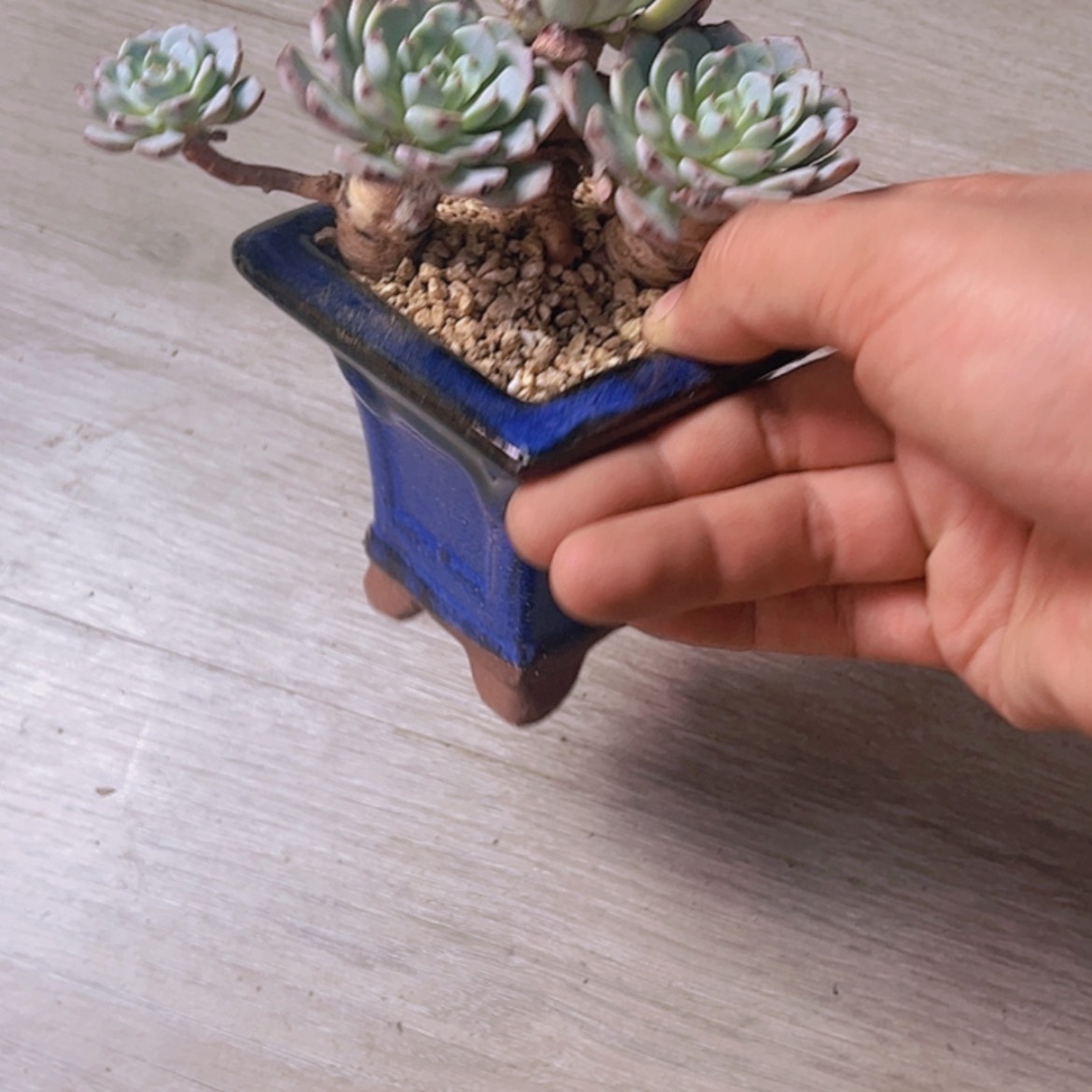 【闪购商品】假*k白姬莲
