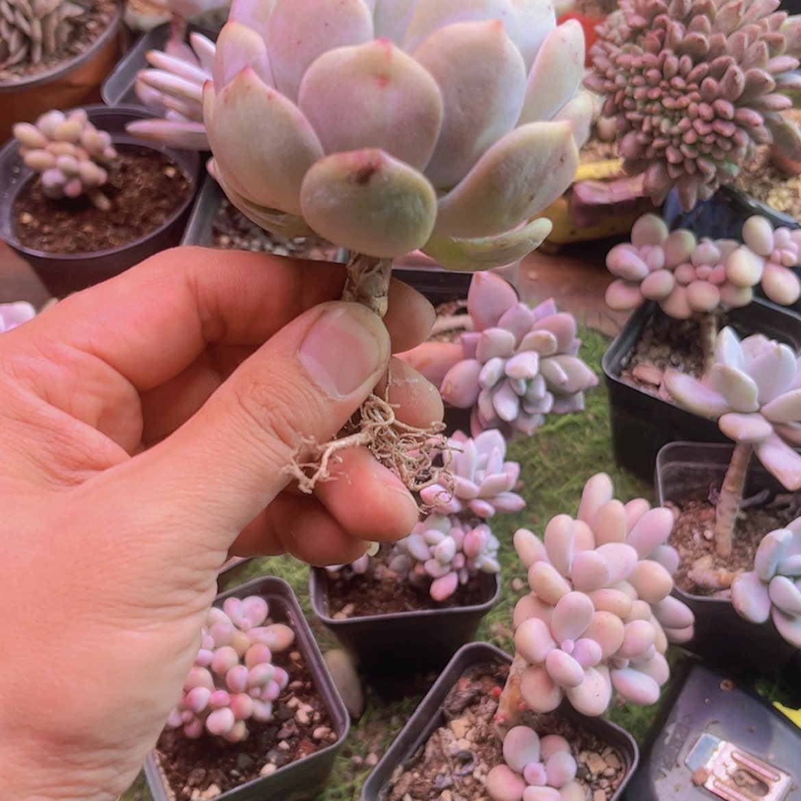 【闪购商品】?**巴橙子