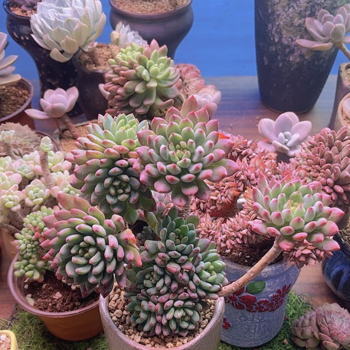 【闪购商品】G****k蓝苹果
