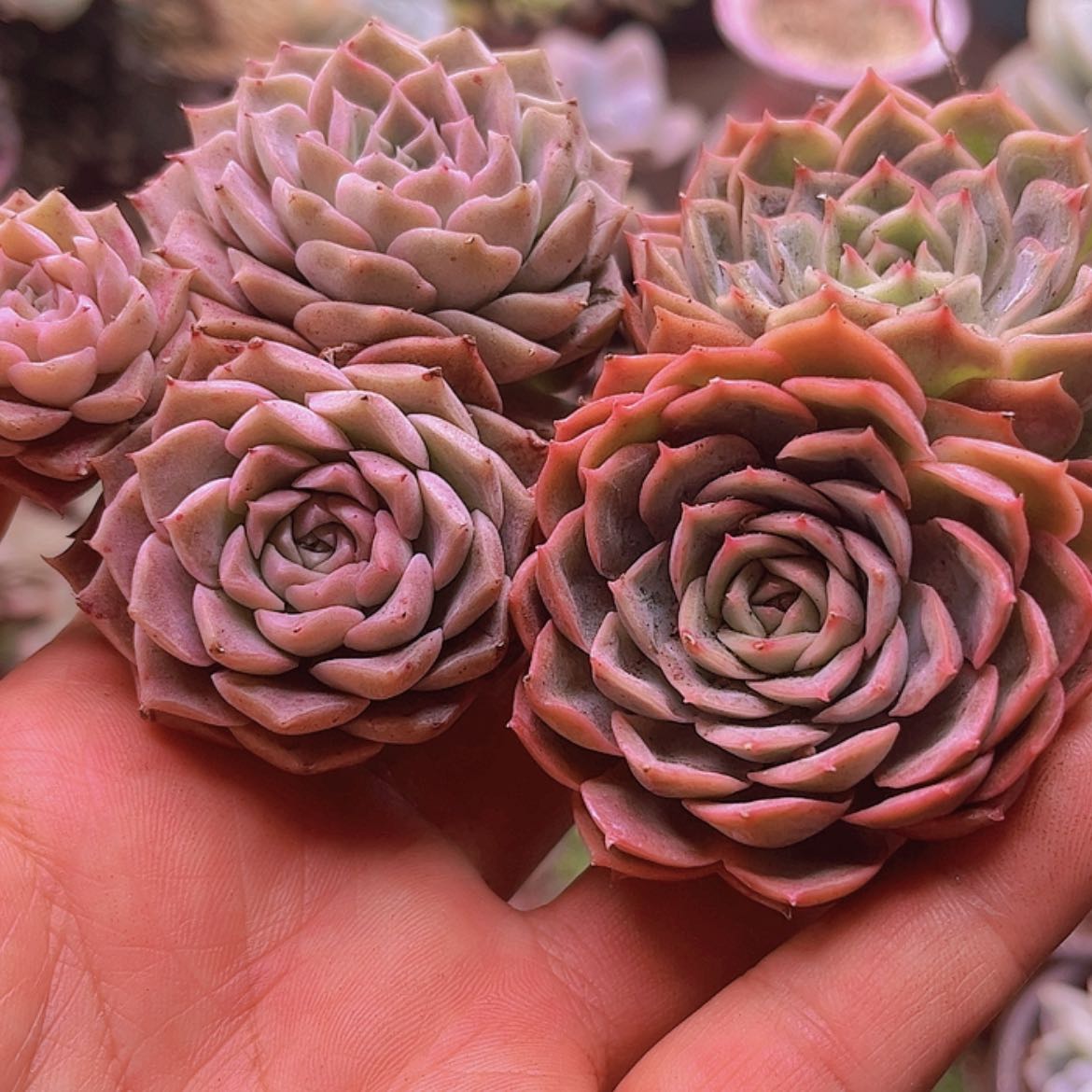 【闪购商品】蝴**过昂斯洛➕海