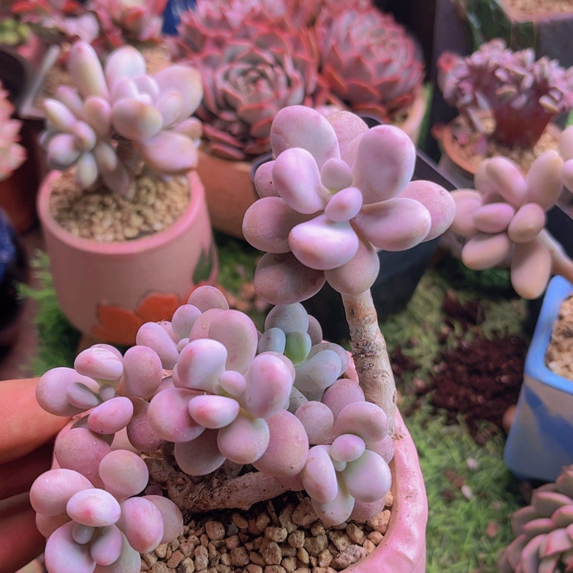 【闪购商品】淡****过桃蛋