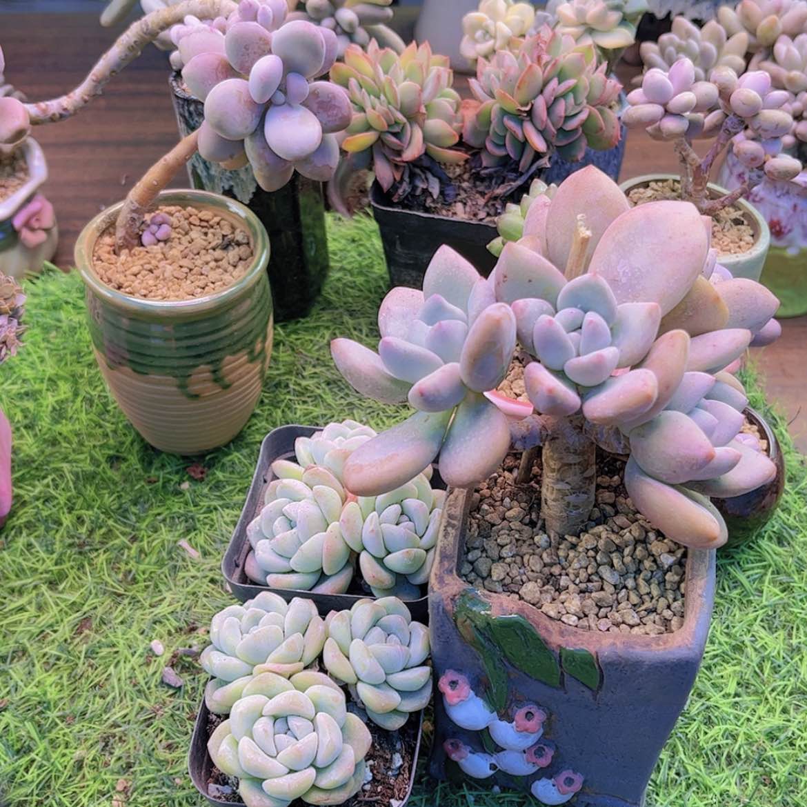 【闪购商品】闲**开冰玉➕奥普