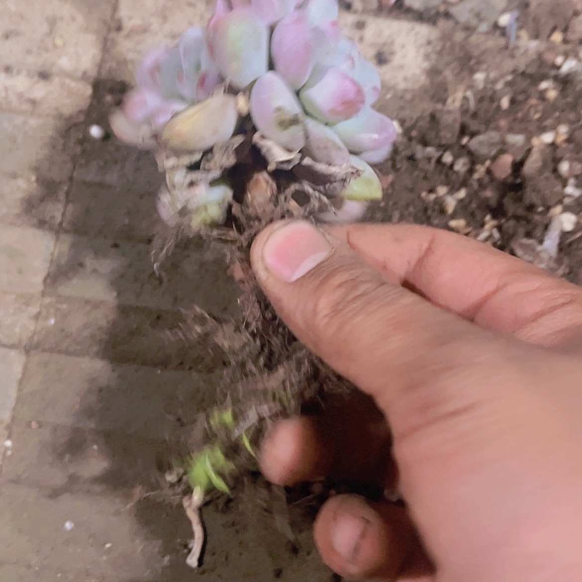 【闪购商品】花香草