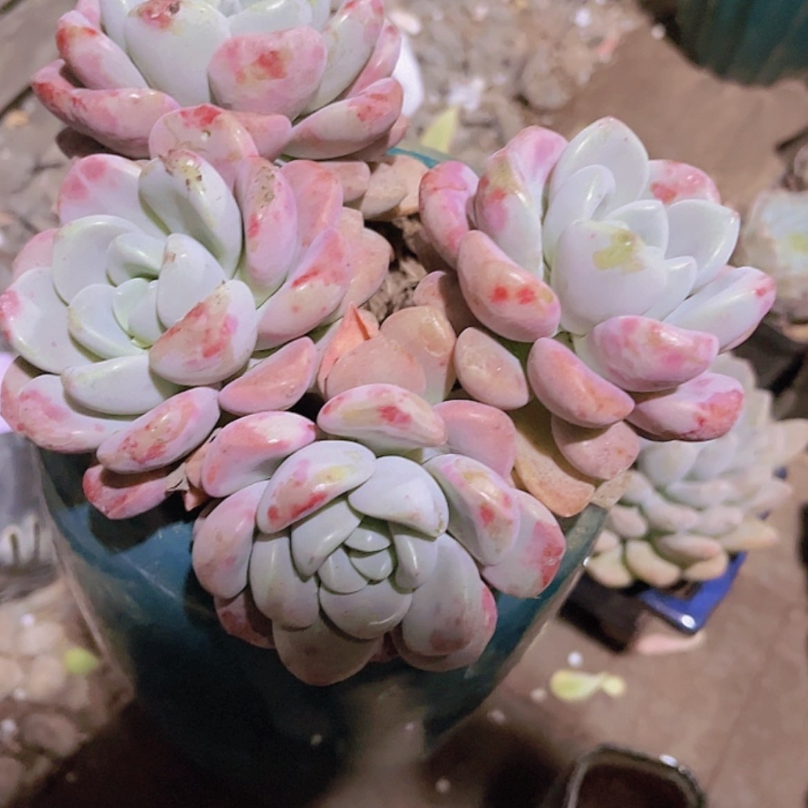 【闪购商品】?***y花瓣路