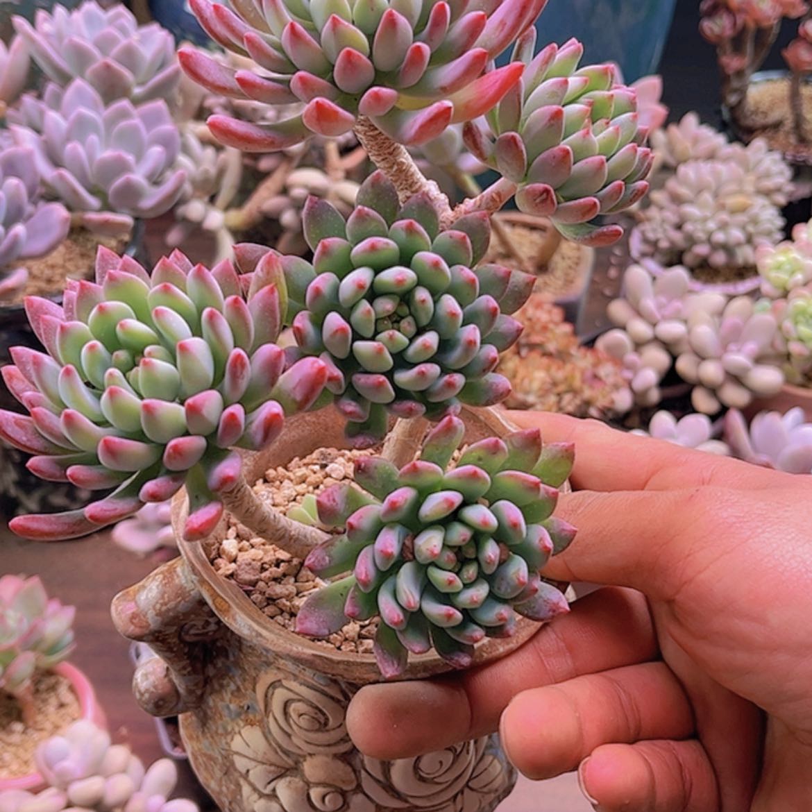【闪购商品】叁*蓝苹果