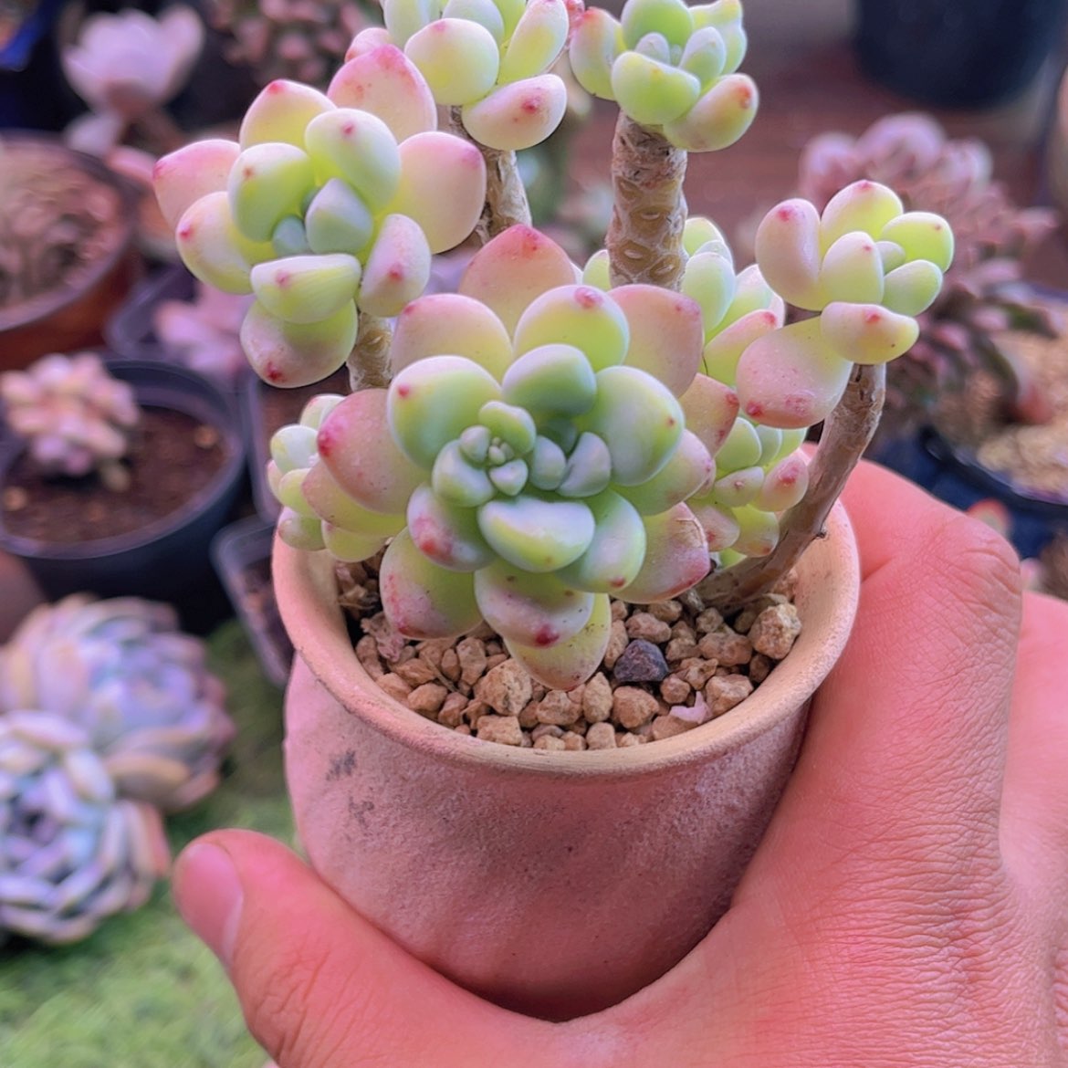 【闪购商品】奶*包罗琦