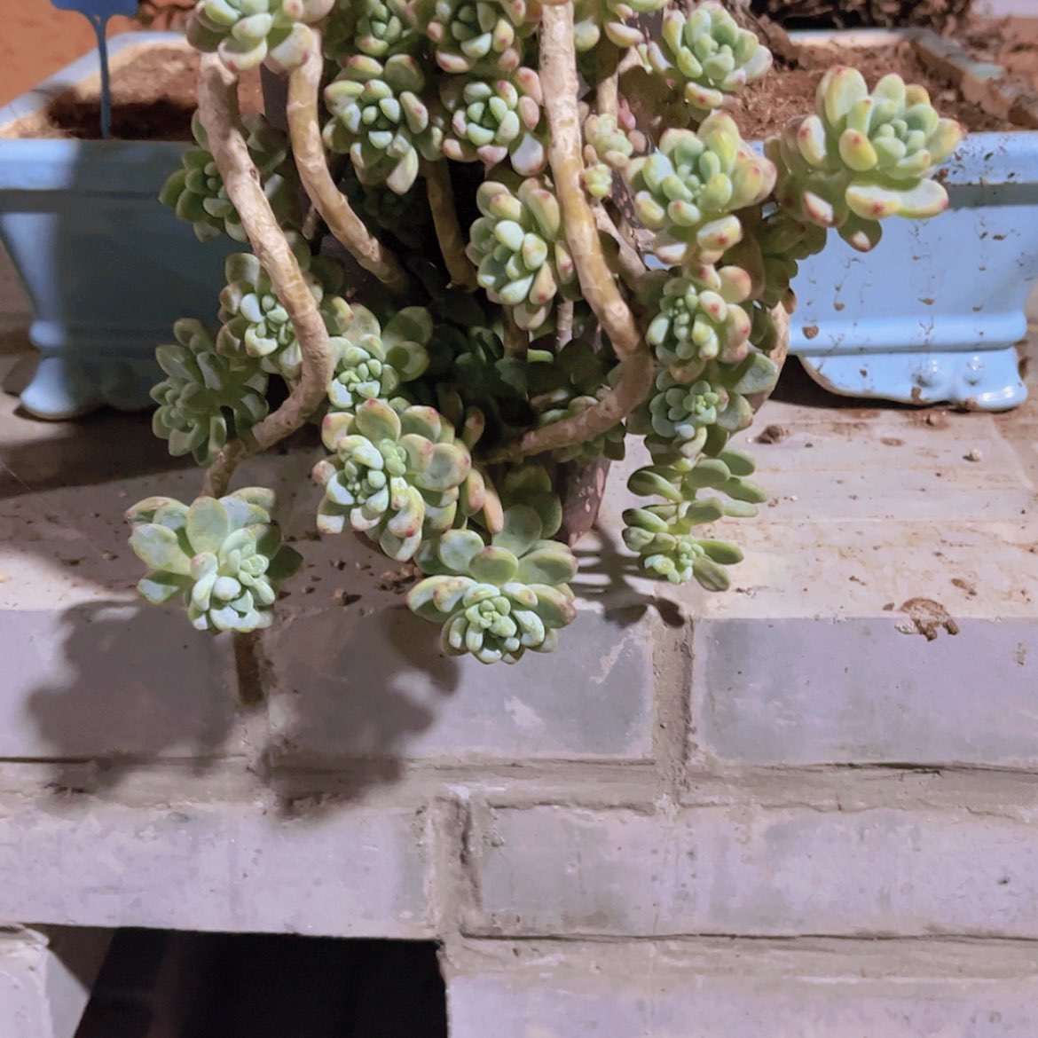 【闪购商品】土**.樱花罗琦
