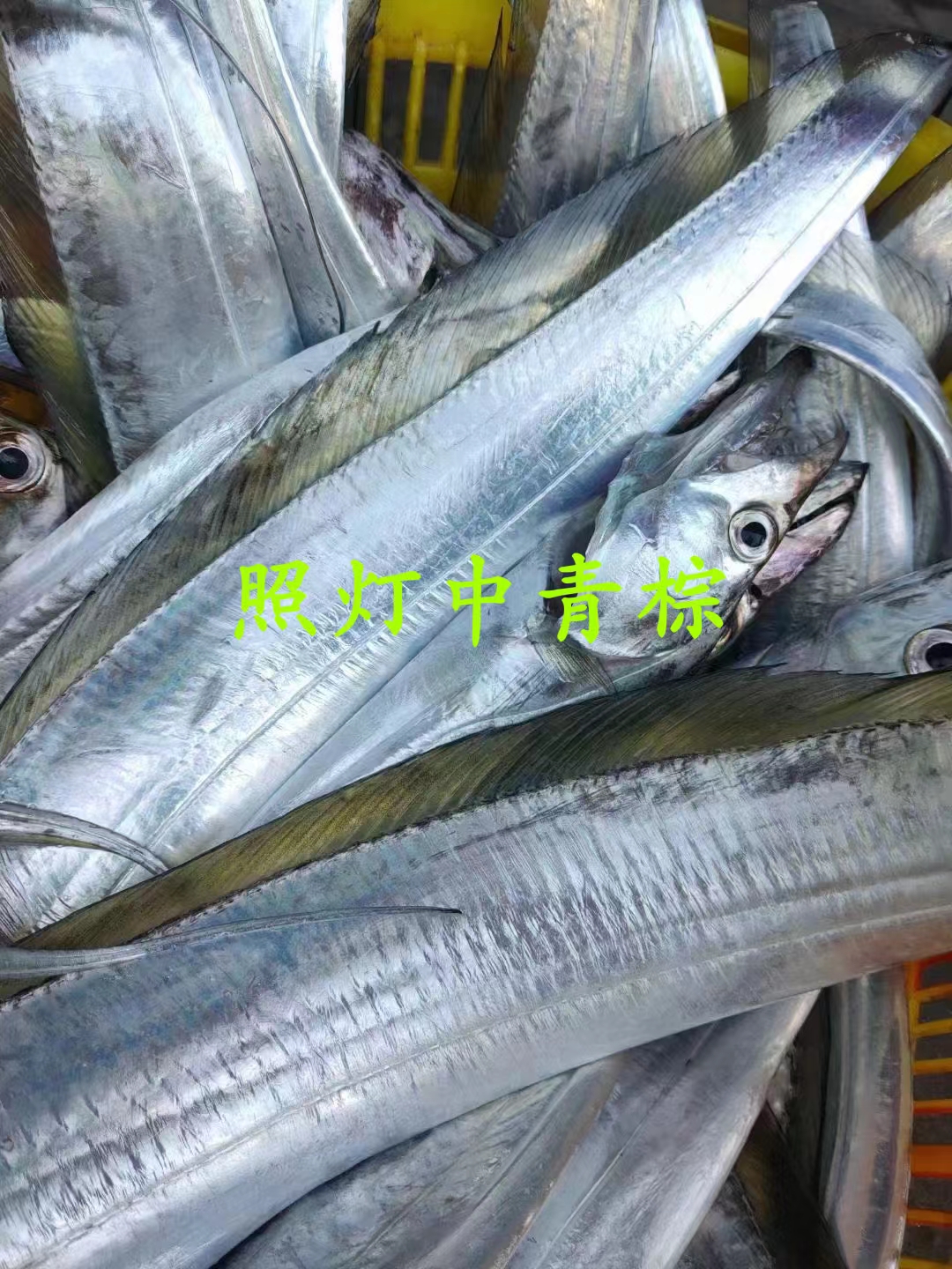 神泉本港 照灯青粽大带  5斤去除肉脏4斤左右