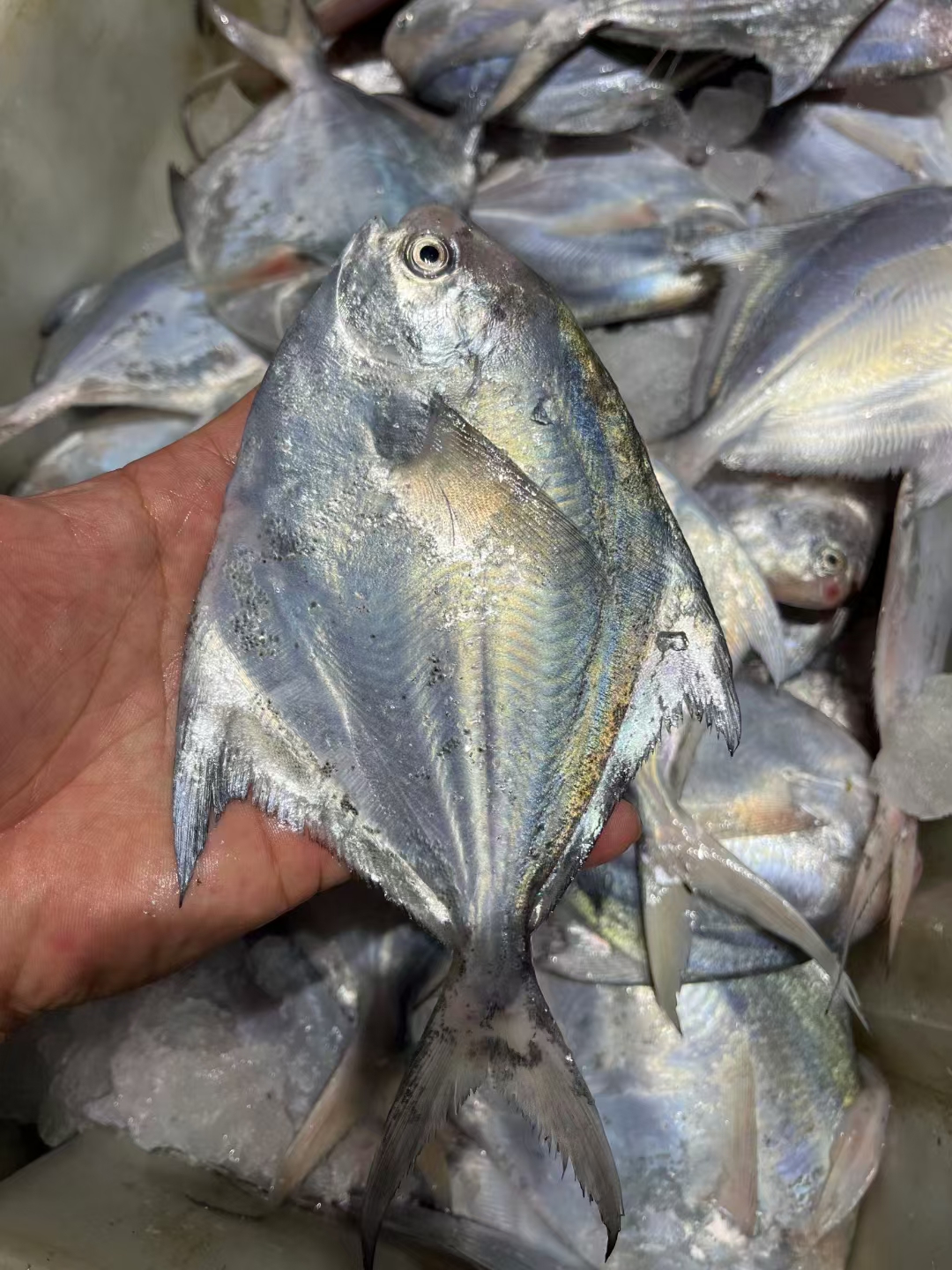 神泉本港野生小白鲳鱼鲜嫩爽滑口感绝佳5-6条斤去除内脏一包400克