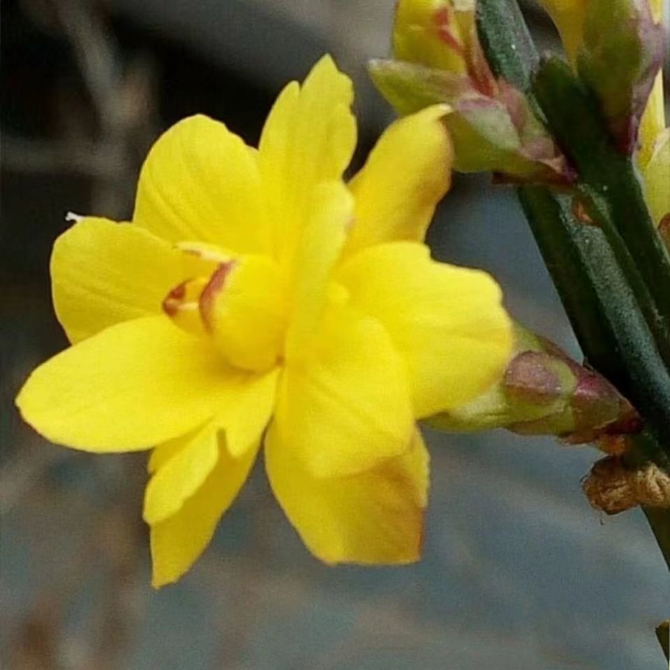 迎春多品种迎春花苗当年开花苗