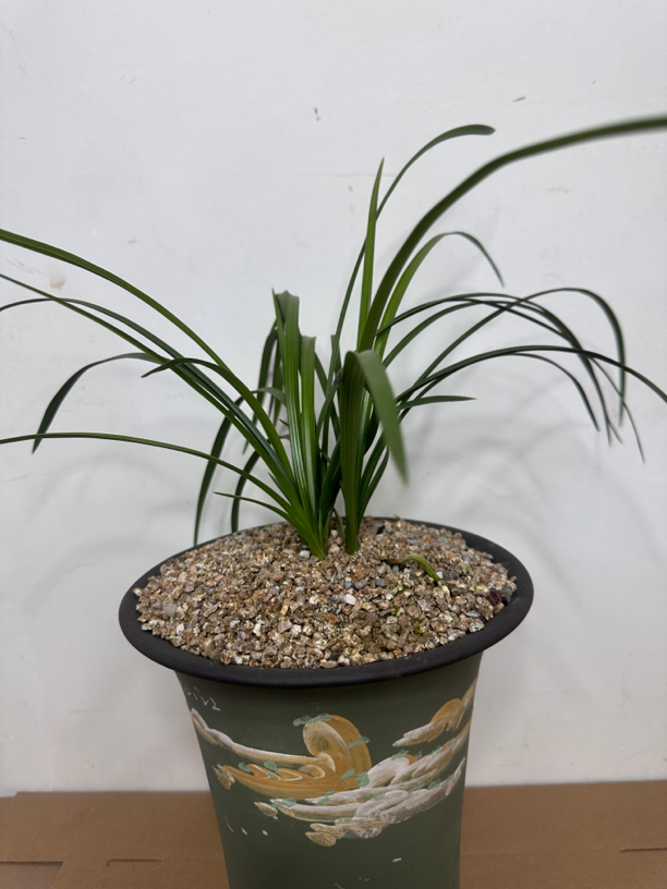 春兰蕙兰花草艺草一苗