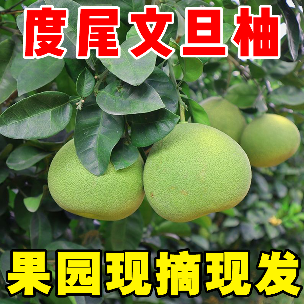 超值老树有孔好果正宗福建仙游度尾文旦柚子新鲜现发果园批发CC
