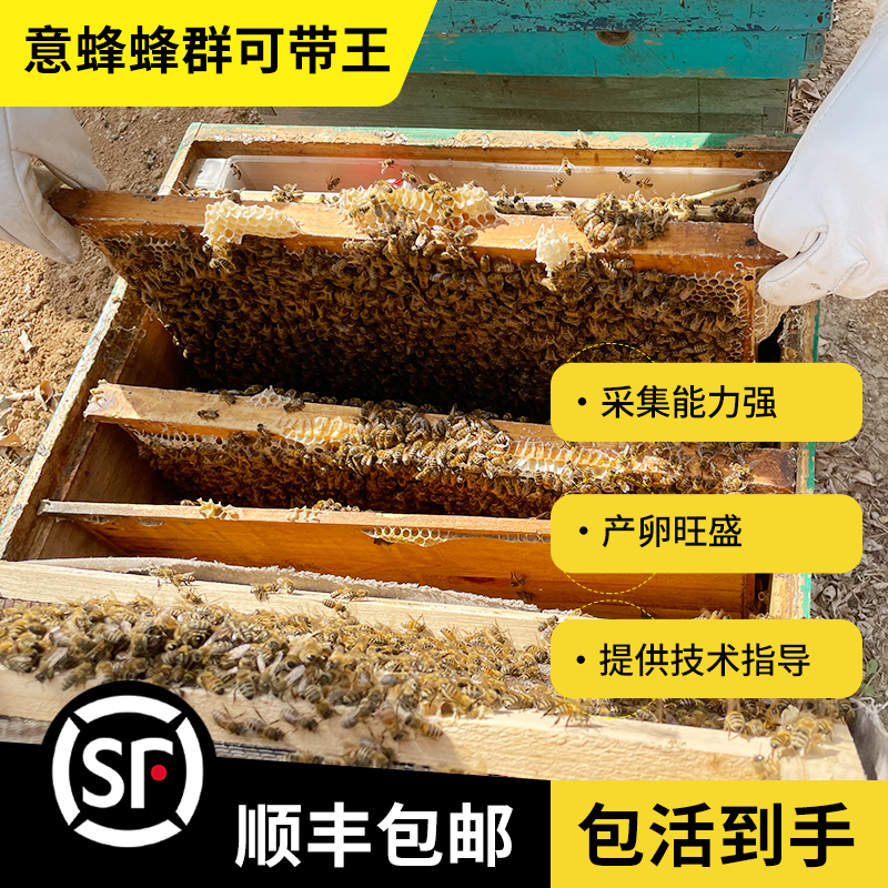 (笼蜂)包邮蜂群包活采蜜繁殖授粉蜂群意大利蜜蜂养殖产卵