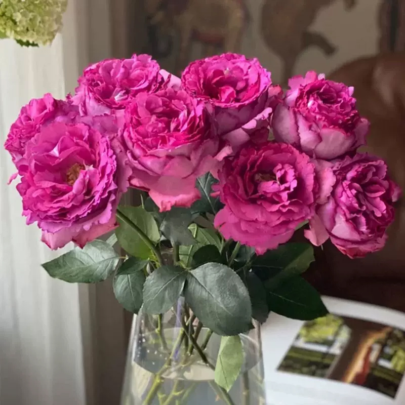 初见花园伊芙伯爵切花月季玫瑰月季厄瓜多尔超新品园艺根接月季