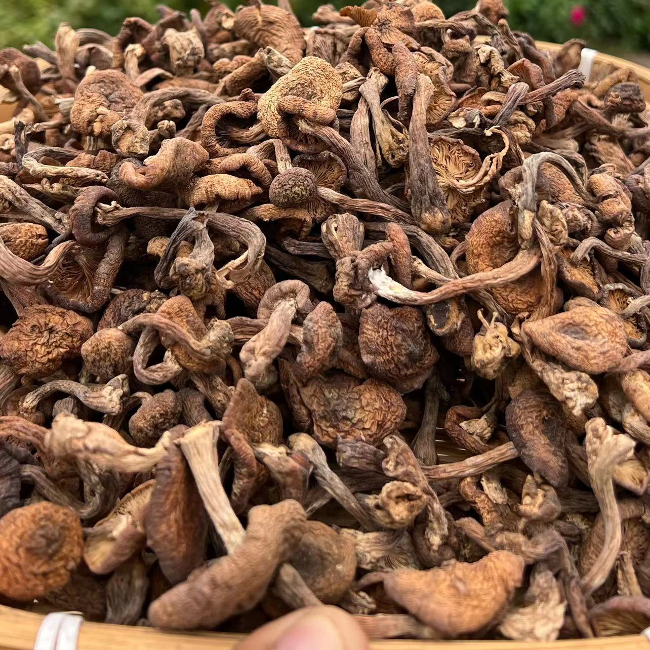 【榛蘑+赠人参】 新货 【支持试吃一袋】野生榛蘑 自然晾晒榛蘑 