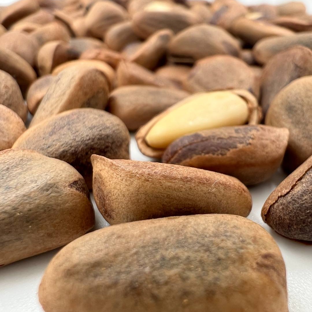 野生松子新货【支持试吃】东北野生开口大颗粒原味松子赠开口夹