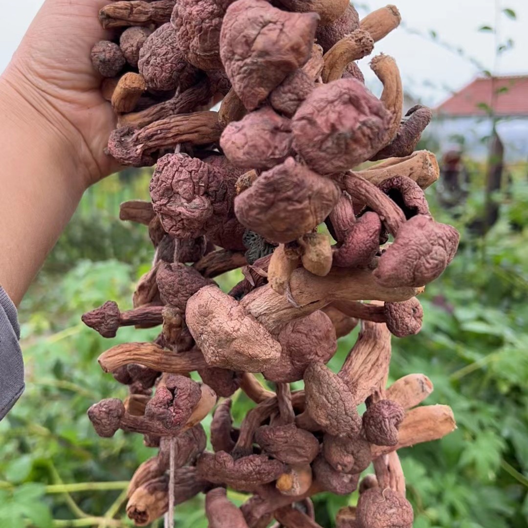 【红蘑+赠人参二颗】肉蘑红松伞野生红蘑 红蘑自然晾晒红蘑