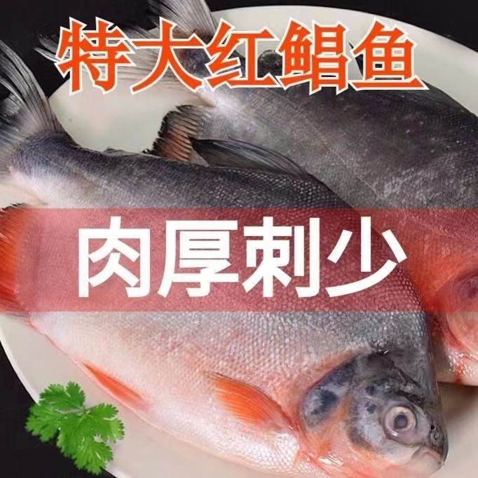 新鲜活冻红鲳鱼特大新鲜，非金鲳鱼白鲳鱼 4-5条/2500g