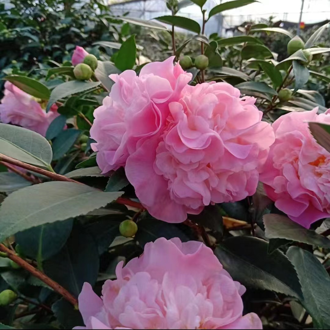 专属花仙子香水茶花盆栽地载大花美人