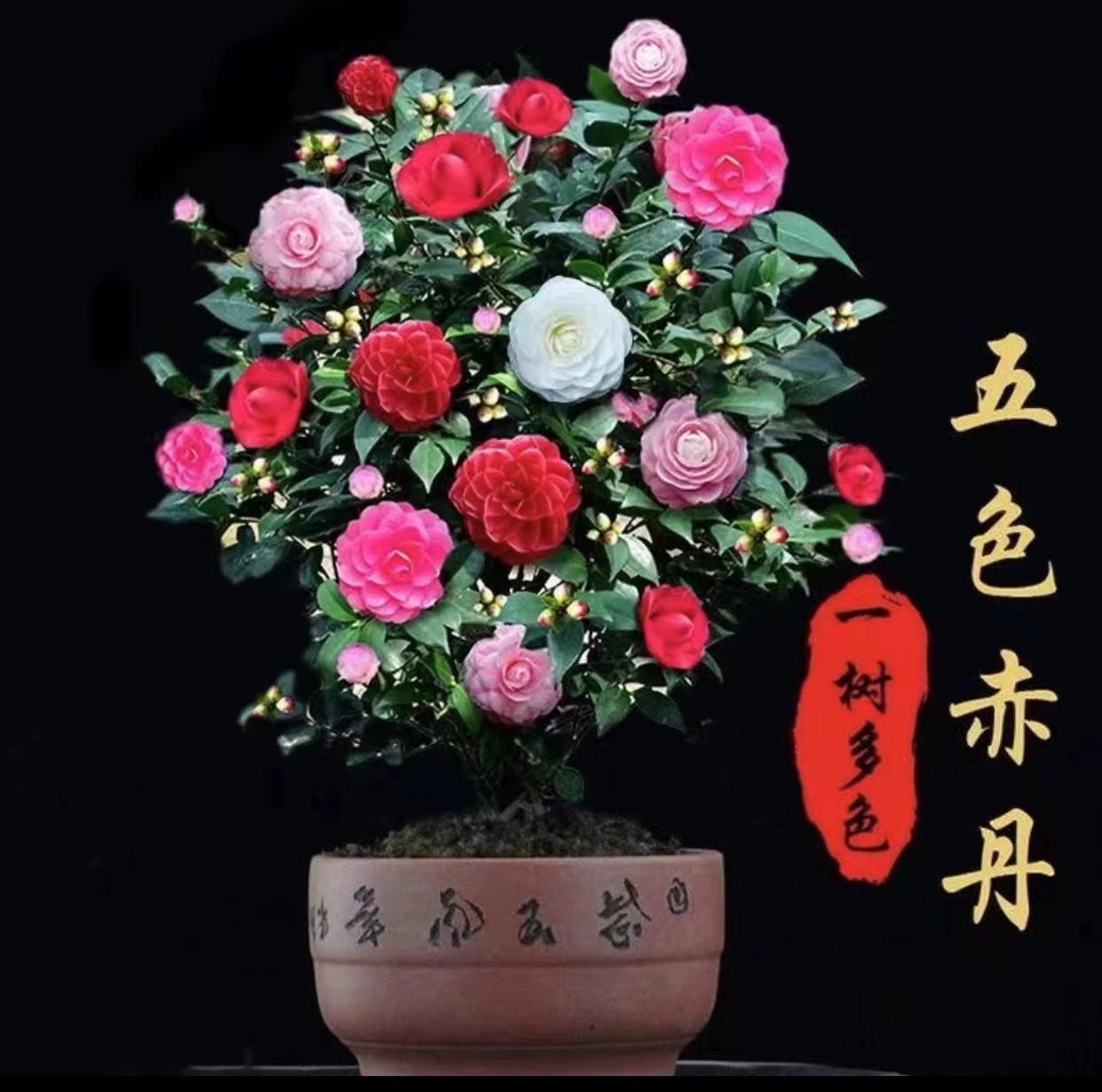 LJ五色茶花树耐寒耐热美观庭院阳台四季花开常绿